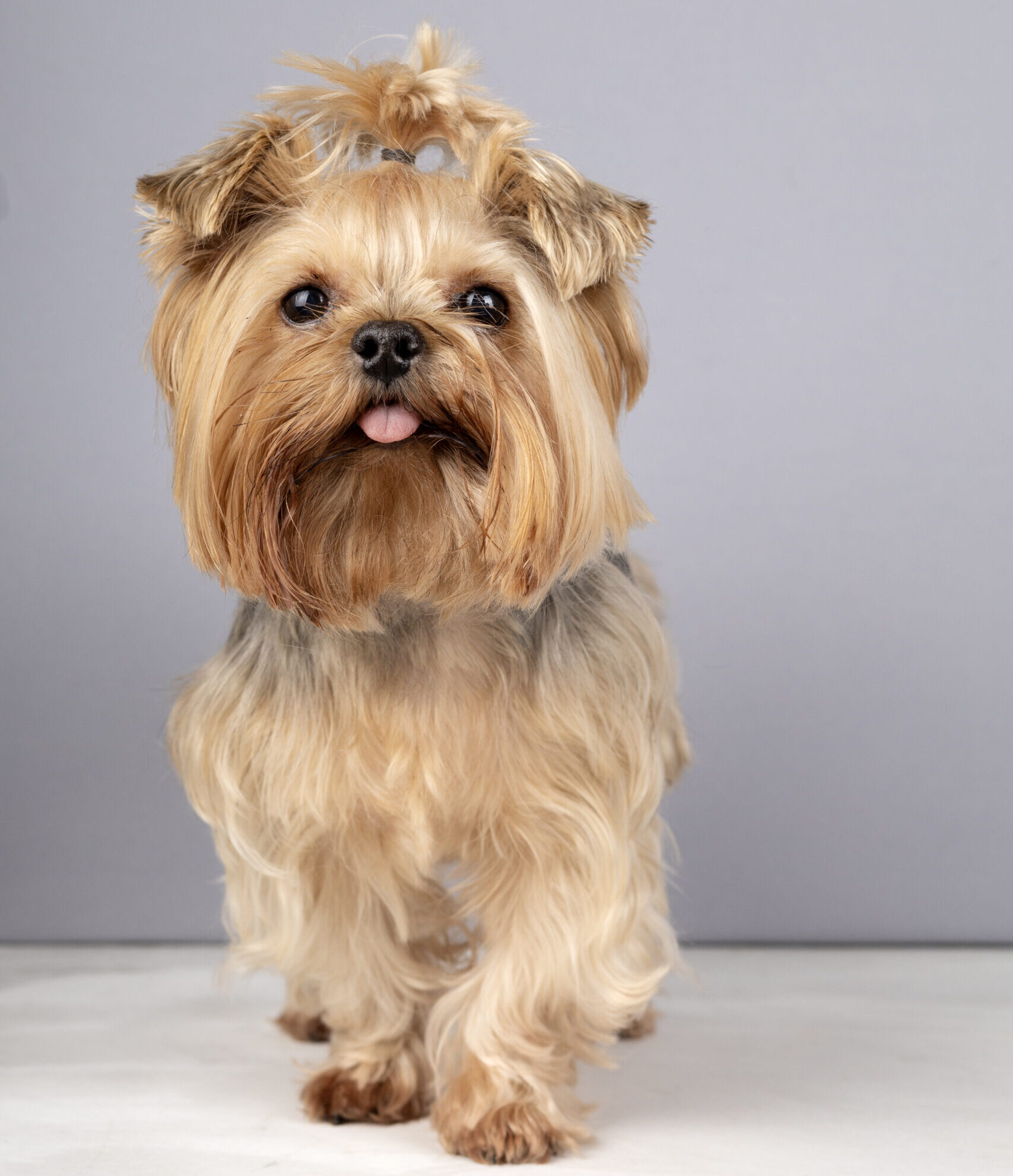 Equipe analisando seguros empresariais